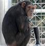 チンパンジーに「中年の危機」　幸福度下がると京大発表