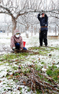 降り積もる雪の中、急ピッチで進むナシの木の剪定作業＝福島市笹木野