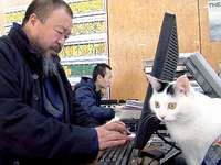 The twitter-star Ai Weiwei sits in front of his computer with a cat, as seen in the film "Ai Weiwei: Never Sorry." . Foto: dpa