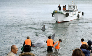 徳島県阿南市の海岸に打ち上げられたクジラの救出作業をする漁協関係者ら（20日午後）＝共同