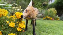 Red fox smelling marigold flowers