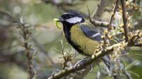 great tit with grub