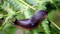 Black Slug, Arion Ater. Ivybridge, Devon, England
