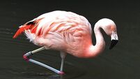 Richard Collins: Flamingos get the cuckoo treatment