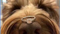 Getting engaged? Now you can buy your dog a matching engagement ring