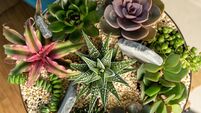 Weekend Loves: bird boxes, succulents and online music festivals