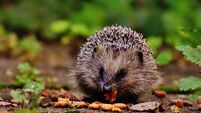 Appeal for animal lovers to donate wet cat food for hungry hedgehogs 