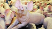 East Cork piggery on hold as seven parties lodge appeal