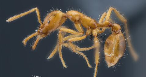 New ant species named in recognition of gender diversity