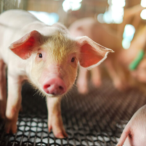 85 Percent of Meat Welfare Claims Lack Substantiation, New Research Finds